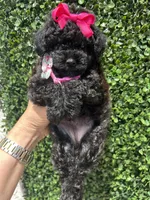 Lili, a female Poodle - Toy  for sale in Port Saint Lucie, FL – 6 of 10