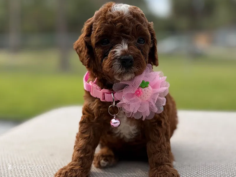 Linda – Poodle - Toy  puppy for sale in Port Saint Lucie, FL