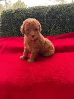 Choky, a male Poodle - Toy  for sale in Port Saint Lucie, FL – 2 of 3
