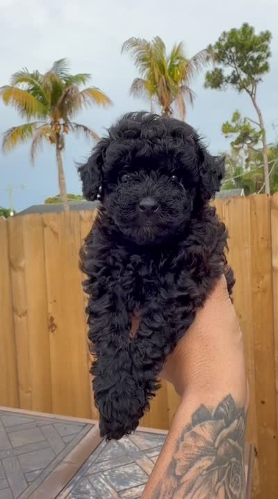 Lili, a female Poodle - Toy  for sale in Port Saint Lucie, FL – 7 of 10
