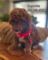 Nino, a male Poodle - Toy  for sale in Port Saint Lucie, FL – 2 of 4