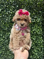 Caramelo , a female Poodle - Toy  for sale in Port Saint Lucie, FL – 10 of 10