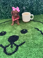 Lusi, a female Poodle - Toy  for sale in Port Saint Lucie, FL – 4 of 6