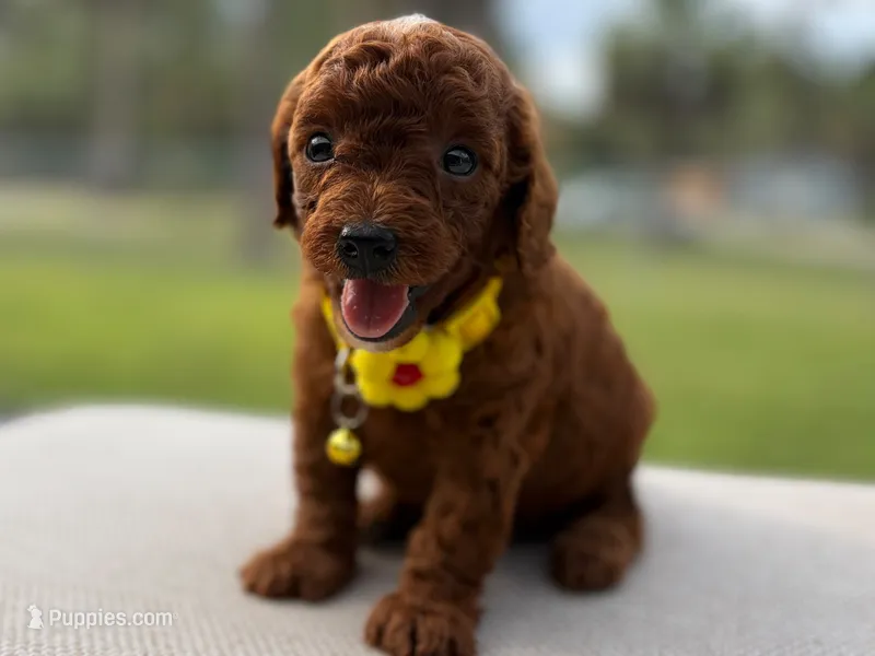 Milan – Poodle - Toy  puppy for sale in Port Saint Lucie, FL