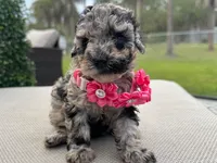 Lili, a female Poodle - Toy  for sale in Port Saint Lucie, FL – 1 of 5