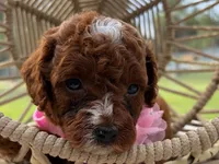 Linda, a female Poodle - Toy  for sale in Port Saint Lucie, FL – 4 of 5