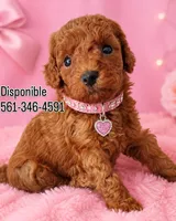 Luna , a female Poodle - Toy  for sale in Port Saint Lucie, FL – 2 of 2