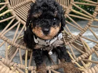 Toby, a male Poodle - Toy  for sale in Port Saint Lucie, FL – 2 of 3