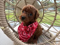 Chocky, a male Poodle - Toy  for sale in Port Saint Lucie, FL – 3 of 3