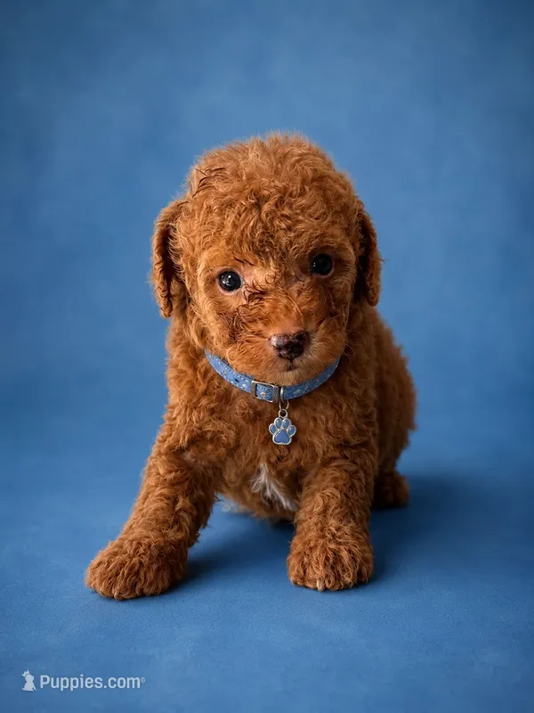 Choky – Poodle - Toy  puppy for sale in Port Saint Lucie, FL