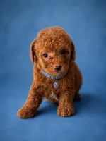 Choky, a male Poodle - Toy  for sale in Port Saint Lucie, FL – 1 of 1