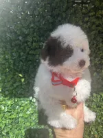 Osito, a male Poodle - Toy  for sale in Port Saint Lucie, FL – 3 of 5