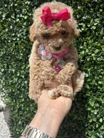 Caramelo , a female Poodle - Toy  for sale in Port Saint Lucie, FL – 9 of 10