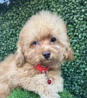 Leon, a male Poodle - Toy  for sale in Port Saint Lucie, FL – Photo 2 of 5