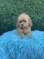 Leon, a male Poodle - Toy  for sale in Port Saint Lucie, FL – Photo 5 of 5