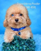 Leon, a male Poodle - Toy  for sale in Port Saint Lucie, FL – Photo 1 of 5