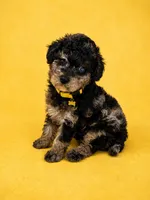 Marcos, a male Poodle - Toy  for sale in Port Saint Lucie, FL – 3 of 3