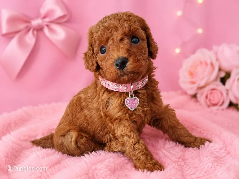 Luna  – Poodle - Toy  puppy for sale in Port Saint Lucie, FL