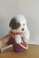 Osito, a male Poodle - Toy  for sale in Port Saint Lucie, FL – 2 of 5