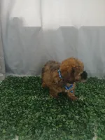 Moti, a male Poodle - Toy  for sale in Port Saint Lucie, FL – Photo 2 of 5