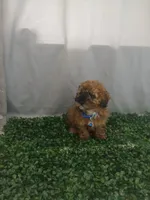 Moti, a male Poodle - Toy  for sale in Port Saint Lucie, FL – Photo 4 of 5