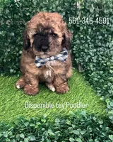 Moti, a male Poodle - Toy  for sale in Port Saint Lucie, FL – Photo 5 of 5