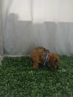 Moti, a male Poodle - Toy  for sale in Port Saint Lucie, FL – Photo 3 of 5