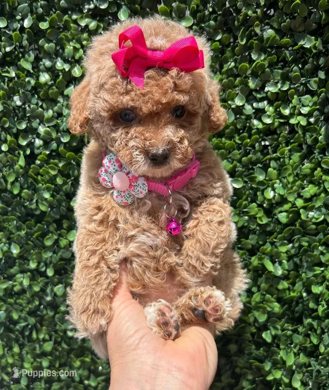 Caramelo  – Poodle - Toy  puppy for sale in Port Saint Lucie, FL