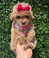Caramelo , a female Poodle - Toy  for sale in Port Saint Lucie, FL – 1 of 10