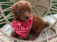 Chocky, a male Poodle - Toy  for sale in Port Saint Lucie, FL – 2 of 3