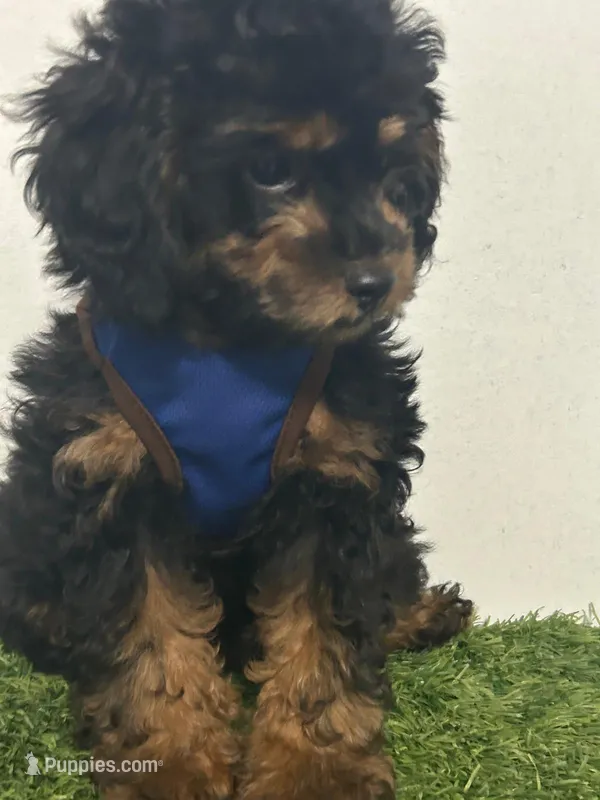Choky – Poodle - Toy  puppy for sale in Port Saint Lucie, FL