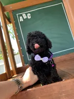 Lili, a female Poodle - Toy  for sale in Port Saint Lucie, FL – 2 of 10