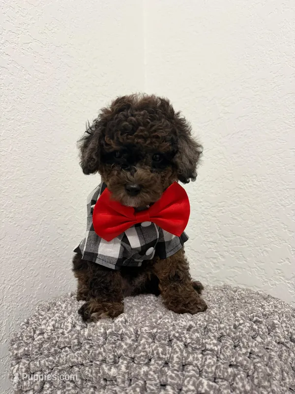 Manolo – Poodle - Toy  puppy for sale in Port Saint Lucie, FL