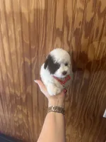 Osito, a male Poodle - Toy  for sale in Port Saint Lucie, FL – 5 of 5