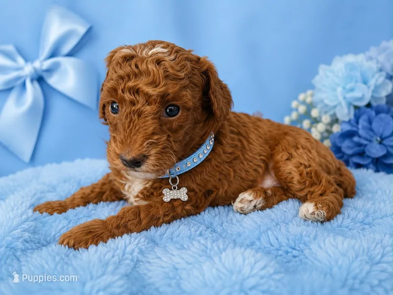 Nino – Poodle - Toy  puppy for sale in Port Saint Lucie, FL