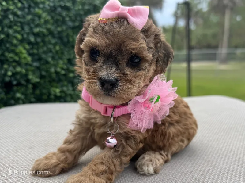 Mila, a female Poodle - Toy  for sale in Port Saint Lucie, FL – 1 of 1