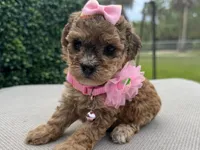 Mila, a female Poodle - Toy  for sale in Port Saint Lucie, FL – 1 of 1