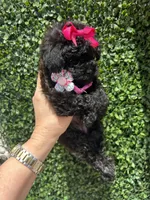 Lili, a female Poodle - Toy  for sale in Port Saint Lucie, FL – 8 of 10