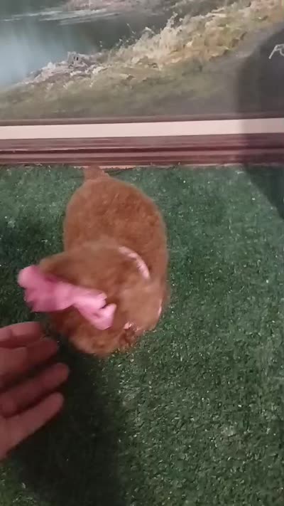 Lusi, a female Poodle - Toy  for sale in Port Saint Lucie, FL – 3 of 6