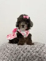Lili, a female Poodle - Toy  for sale in Port Saint Lucie, FL – 2 of 2