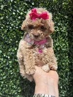 Caramelo , a female Poodle - Toy  for sale in Port Saint Lucie, FL – 6 of 10