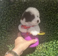 Osito, a male Poodle - Toy  for sale in Port Saint Lucie, FL – 1 of 5