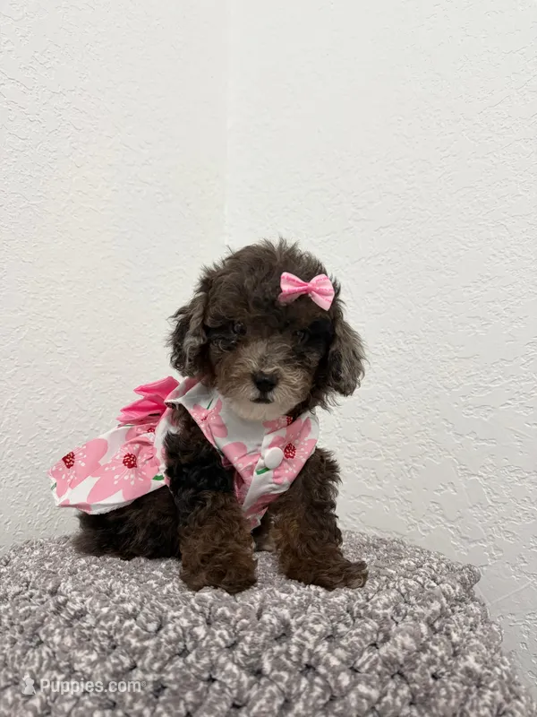 Lili – Poodle - Toy  puppy for sale in Port Saint Lucie, FL