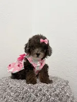 Lili, a female Poodle - Toy  for sale in Port Saint Lucie, FL – 1 of 2