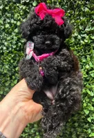 Lili, a female Poodle - Toy  for sale in Port Saint Lucie, FL – 3 of 10