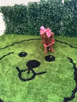 Lusi, a female Poodle - Toy  for sale in Port Saint Lucie, FL – 5 of 6