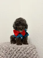 Paco, a male Poodle - Toy  for sale in Port Saint Lucie, FL – 1 of 2