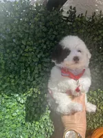 Osito, a male Poodle - Toy  for sale in Port Saint Lucie, FL – 4 of 5