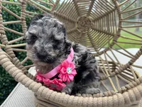 Lili, a female Poodle - Toy  for sale in Port Saint Lucie, FL – 4 of 5
