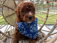 Nico , a male Poodle - Toy  for sale in Port Saint Lucie, FL – 2 of 2